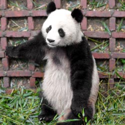 Baby Pandas // (c) 2013 TravelAge West